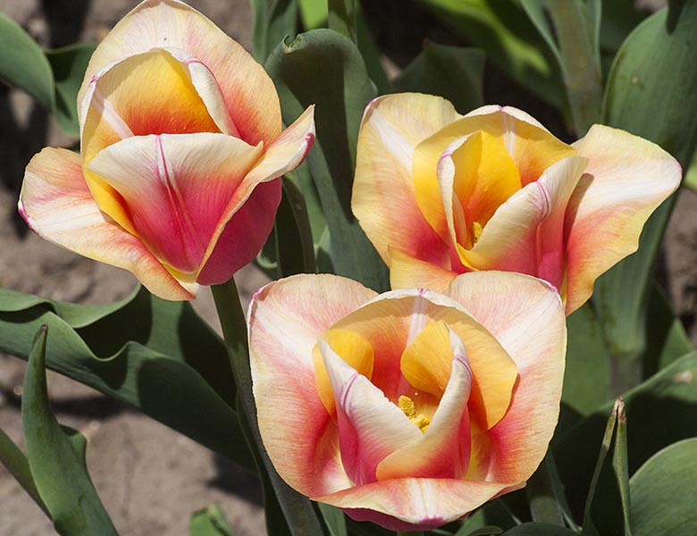 Tri-Colour Tulips